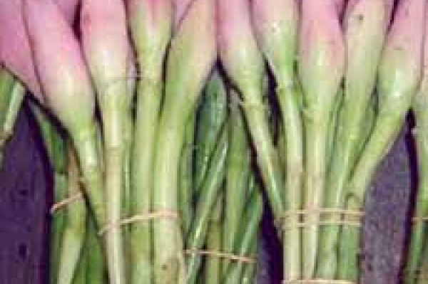 Bunga Kecombrang segar