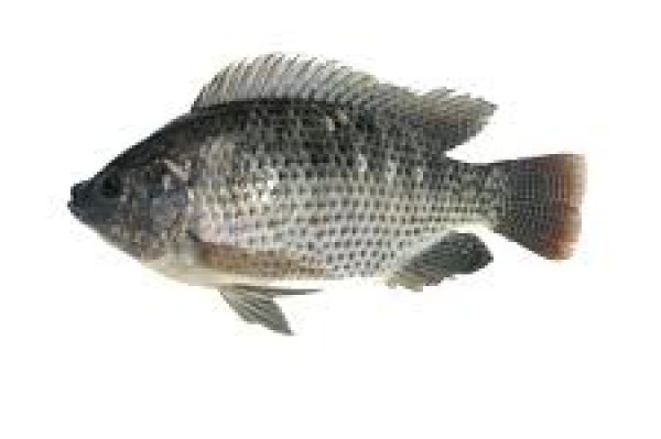 Ikan Nila