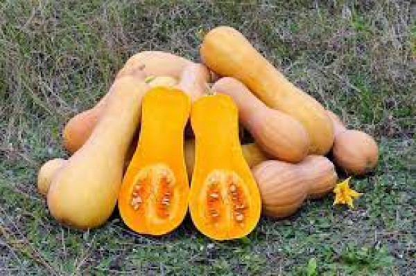 buternut pampkin