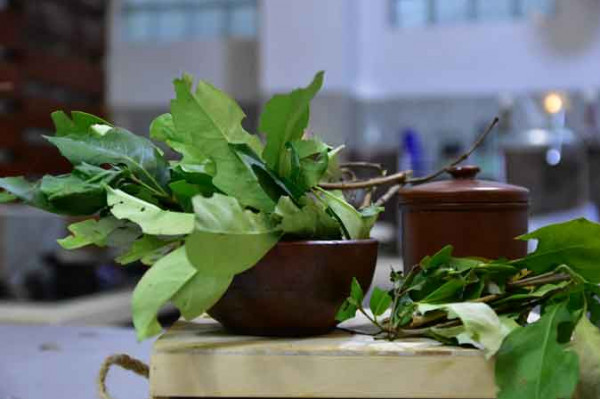 Daun Salam (100 Gram)