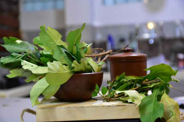 Daun Salam (100 Gram)