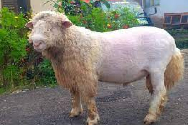 Domba Poel 1 Ekor (400) Kg