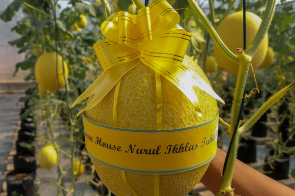 MELON INTHANON 1,5 KG