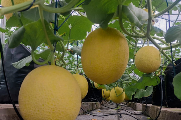 MELON INTHANON 1,5 KG