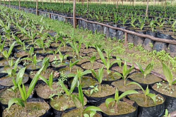 Bibit Sawit DXP Spring, 1 pokok dalam polybag (5Kg)