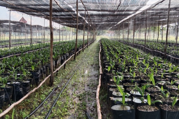 Bibit Sawit DXP Spring, 1 pokok dalam polybag (5Kg)