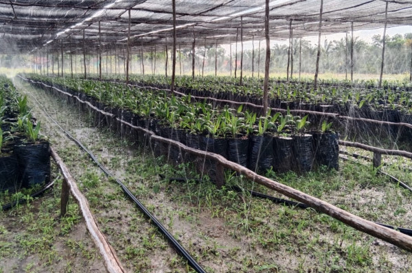 Bibit Sawit DXP Spring, 1 pokok dalam polybag (5Kg)