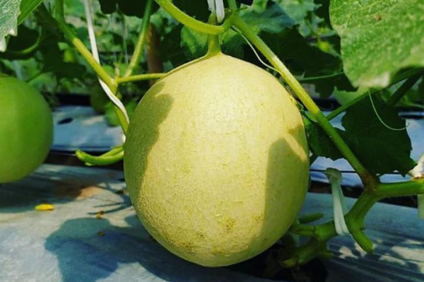 Melon 1 pack (1kg)