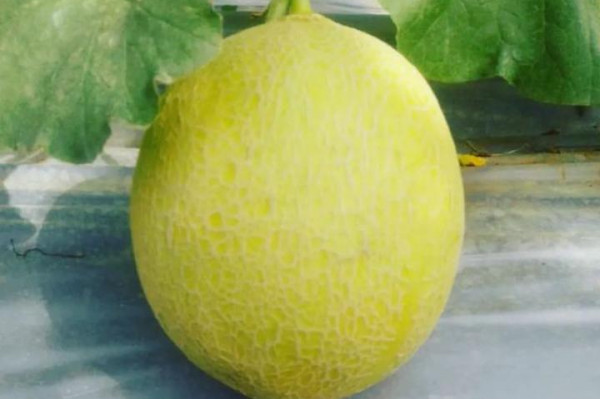 Melon 1 pack (1kg)