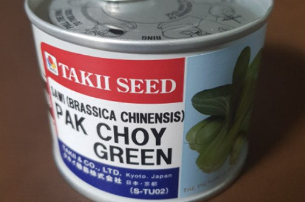 PAKCHOY GREEN (100 gr) Takii Seed