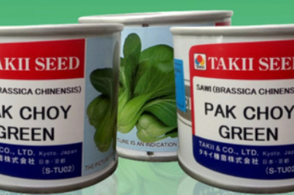 PAKCHOY GREEN (100 gr) Takii Seed