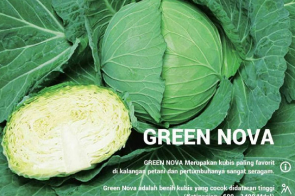 KUBIS HIBRIDA GREEN NOVA TAKII SEED