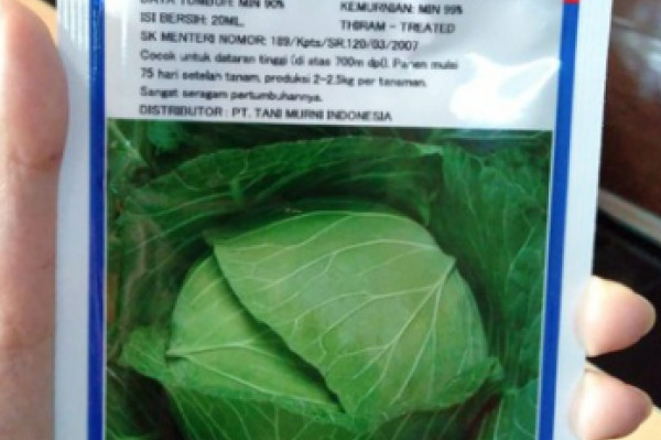 KUBIS HIBRIDA GREEN NOVA TAKII SEED