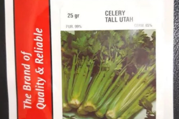 CELLERY TALL UTAH (WINON SEED) 25 gr