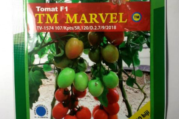 TOMAT F1 TM MARVEL (3000 SEED)