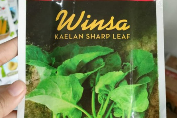 Benih KILAN WINSA (TA FUNG)