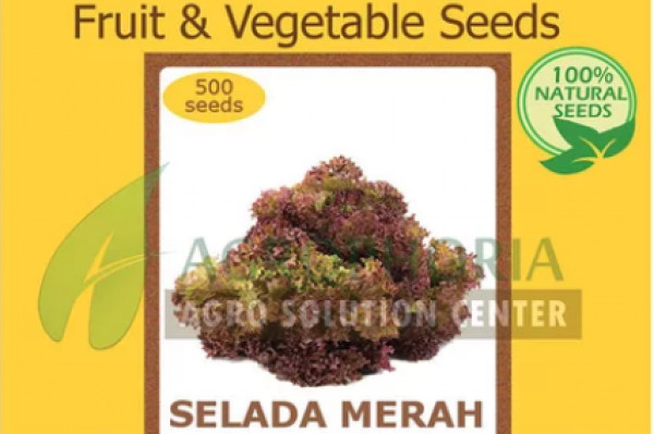 Benih Selada Merah - Agrophoria