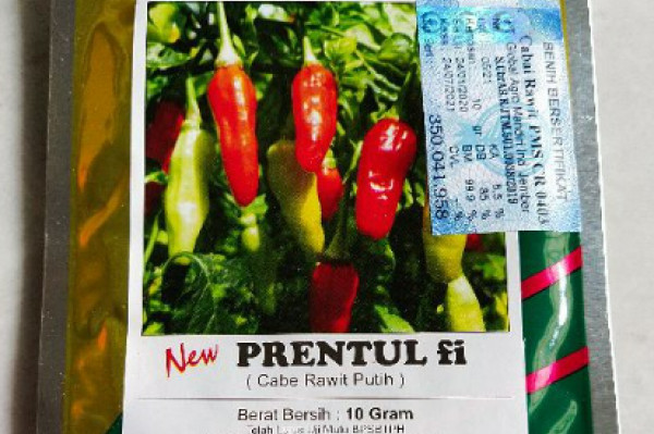 Benih cabai rawit putih Prentul F1 isi 10 gram