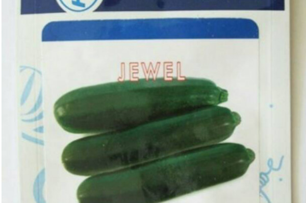 Benih Timun Zukini / Zucchini Hibrida Jewel Pack 5 gram