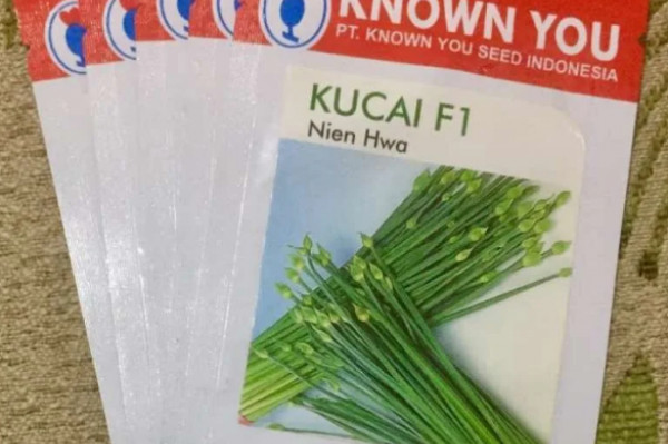 Dijual Benih Daun Bawang Kucai NIAN HWA