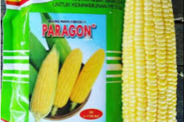 Bibit / benih Jagung manis PARAGON F1 250 gram dari benih pertiwi