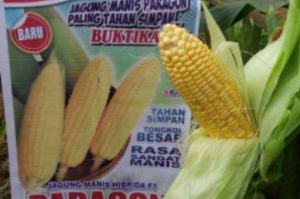Bibit / benih Jagung manis PARAGON F1 250 gram dari benih pertiwi