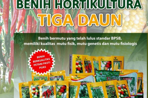 Cabe Tenggo Tiga Daun