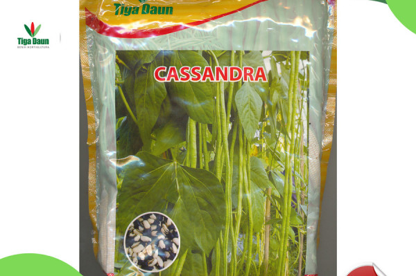 Kacang Panjang Cassandra