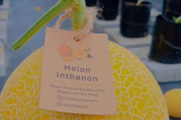Melon Inthanon RZ