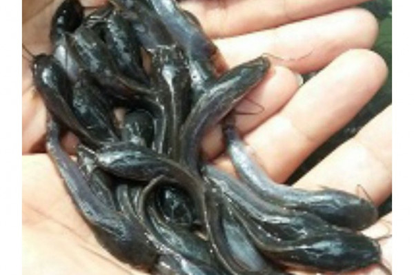 Bibit Ikan Lele Sangkuriang