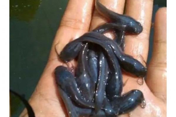 Bibit Ikan Lele Sangkuriang