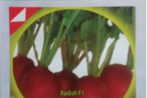 Benih Radis Indo seed (Lobak Merah)