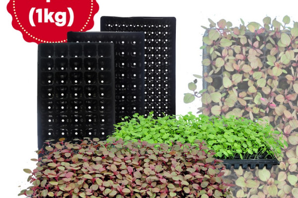 Grosir Tray Semai Seeding Tray hidroponik Untuk Penyemaian - All SIze