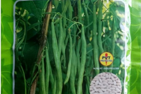 Benih Buncis Sayur Logawa Panah Merah 500gr