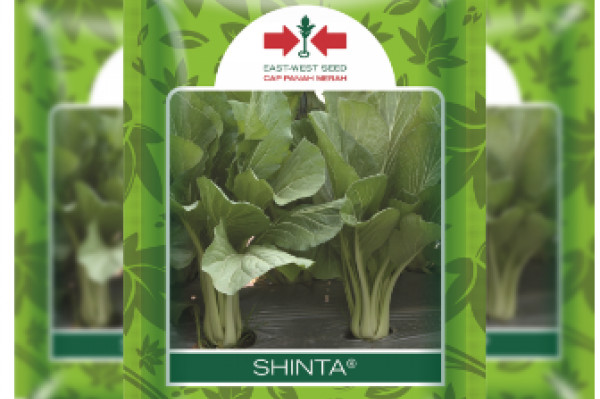 Benih Caisim SHINTA cap Panah Merah