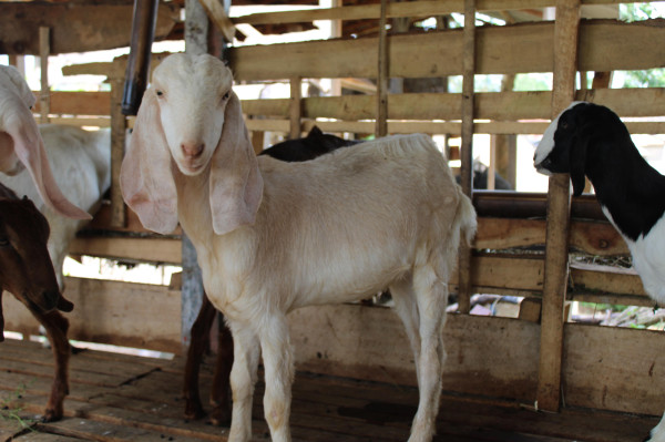 Kambing Kurban & Aqiqah ( 300g )