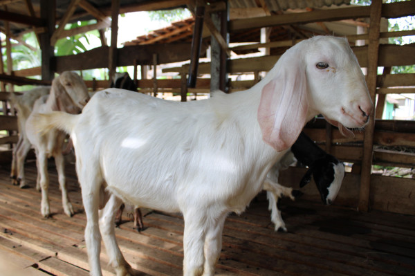 Kambing Kurban & Aqiqah ( 300g )