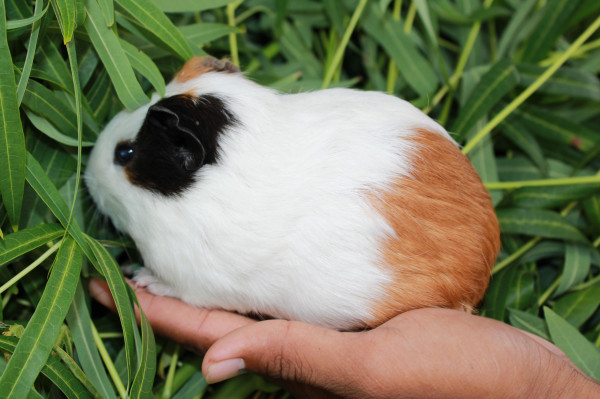 MARMUT AMERICAN LOKAL