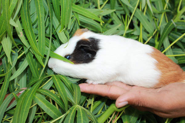 MARMUT AMERICAN LOKAL