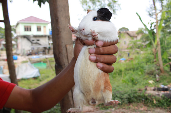 MARMUT AMERICAN LOKAL