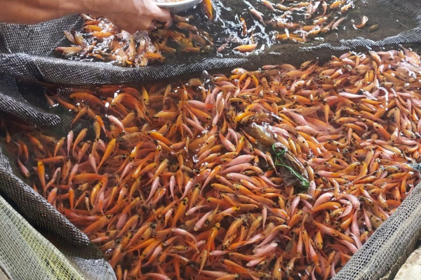 BENIH \ BIBIT IKAN NILA MERAH