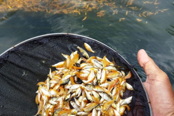 BENIH \ BIBIT IKAN NILA MERAH