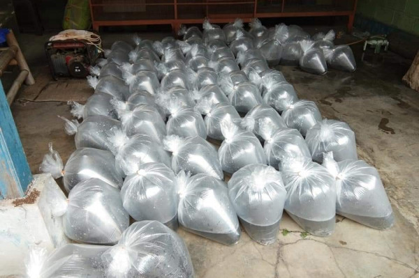 BENIH \ BIBIT IKAN NILA HITAM