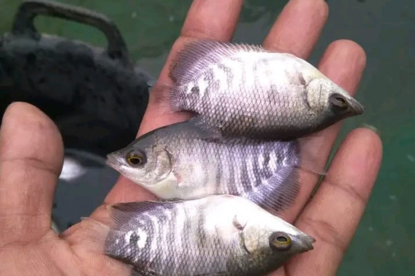 BENIH \ BIBIT IKAN GURAMEH LOKAL