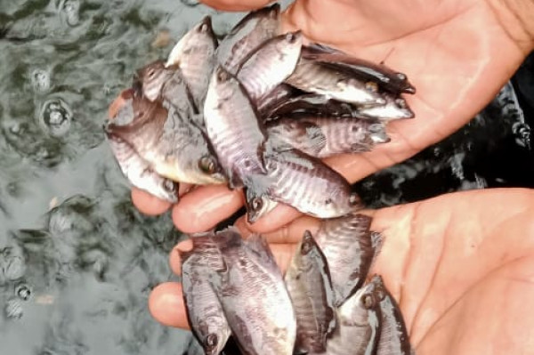 BENIH \ BIBIT IKAN GURAMEH LOKAL