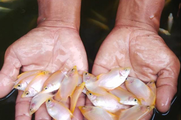 BENIH \ BIBIT IKAN GURAMEH PADANG