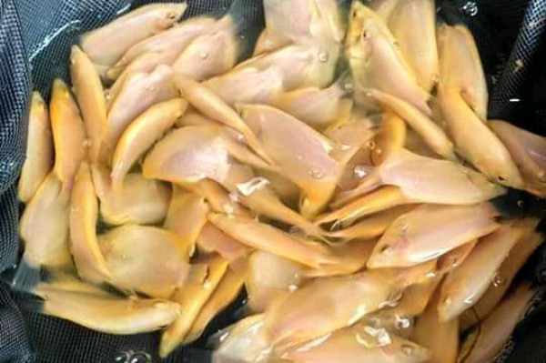 BENIH \ BIBIT IKAN GURAMEH PADANG