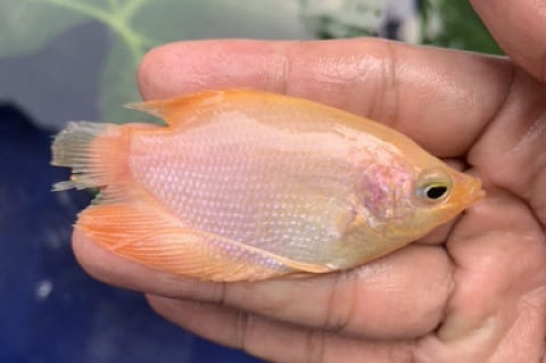 BENIH \ BIBIT IKAN GURAMEH PADANG