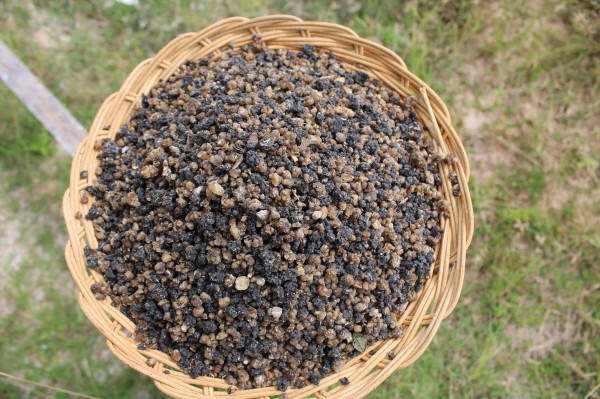 NASI OYEK \ NASI SINGKONG \ TIWUL ( 500 Gram )