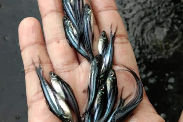 BENIH \ BIBIT IKAN PATIN